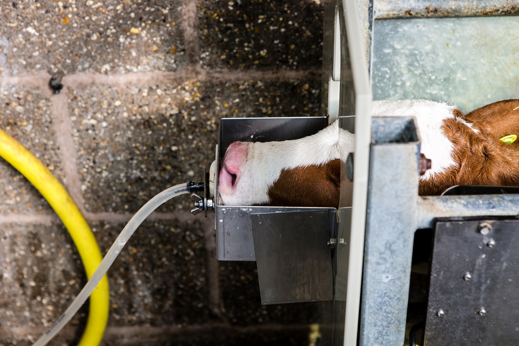 A calf drinking from an automatic milk feeder, the feeder cradles the calf’s head.
